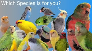 Pros and Cons of 16 Species of Pet Birds [upl. by Devad377]