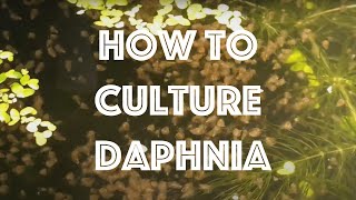 How To Culture Daphnia Magna [upl. by Plunkett]