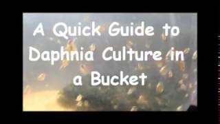 How to culture daphnia outside [upl. by Yehudit]