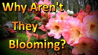 Why arent My Flowers Blooming Gardening Tips and Ideas [upl. by Laurance44]