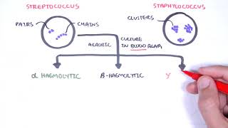 Microbiology  Streptococcus species [upl. by Alleyn341]