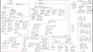 Microbiology Algorithm Gram Positive Cocci [upl. by Jephthah]