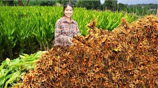 Awesome spice and herb in Turmeric  Turmeric farming and harvest  Turmeric cultivation Technology [upl. by Worthington458]