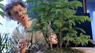 Pruning My Norfolk Island Pine Bonsai Forest The Bonsai Zone Dec 2019 [upl. by Ayortal]