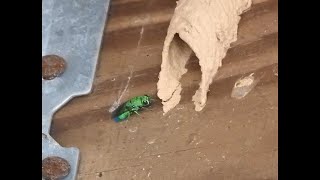 Standoffs Cuckoo wasps vs mud daubers [upl. by Aubine]