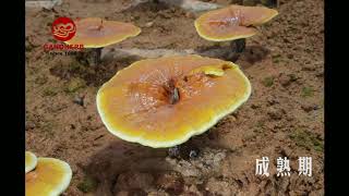 Timelapse of Reishi Mushroom Growth Process [upl. by Schechinger]