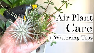 Air Plant Tillandsia Care  Watering Tips [upl. by Astiram643]