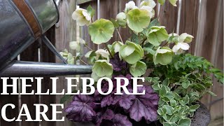 Hellebore Care  First Spring Containers [upl. by Sitelc70]