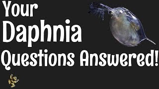 Daphnia Questions Answered [upl. by Knorring]