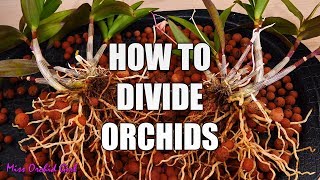 How to propagate Orchids through divisions  Simple guide for beginners [upl. by Worrad758]