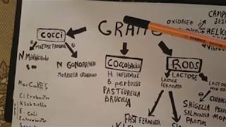 identidfication des bacterie gram negatif [upl. by Swen]