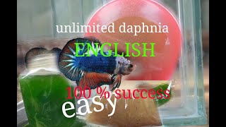 daphnia moina culture Easy way Unlimited production English  with sub Green water Chlorella [upl. by Anaderol]