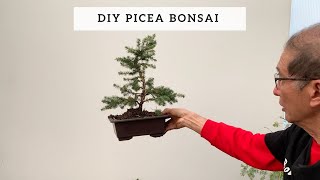 DIY Picea Bonsai [upl. by Ozne]