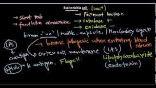 Escherichia coli introduction [upl. by Augy]