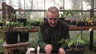 How to plant out hellebore seedlings [upl. by Darcy]