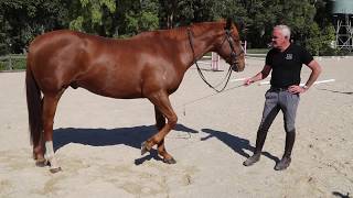 Using the whip in horse training with Andrew McLean [upl. by Ardelia444]