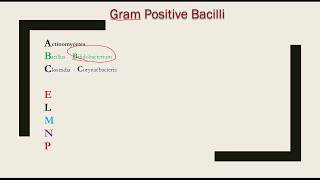 Gram positive bacilli  Mnemonic [upl. by Joseito]