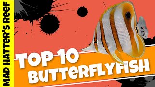 Top 10 Butterflyfish for Your Fish Only With Live Rock Tank [upl. by Leeda]