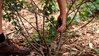 How to Prune Bushes amp Shrubs  Lawn amp Garden Care [upl. by Cantu]