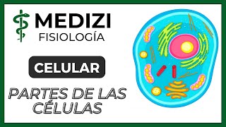 Fisiología Celular  La Célula partes y funciones IGdoctorpaiva [upl. by Ecirtram]