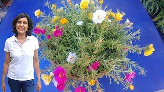 Bright portulaca flowers from seeds with updates [upl. by Nanis]