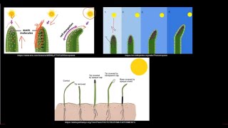 Grade 12 Life Sciences Responding to the Environment Plants [upl. by Anitnahs]