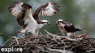 Charlo Montana Osprey Nest powered by EXPLOREorg [upl. by Urdna162]