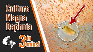 How to culture DAPHNIA MAGNA  The easy way [upl. by Narayan]