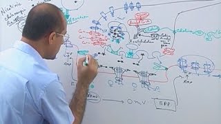 Neuromuscular Junction  Structure  Function amp Diseases🩺 [upl. by Kial]