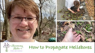 How to Propagate Hellebores 🌸🌺❤️ [upl. by Lertnek]