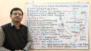 Diabetes Mellitus Part10 Mechanism of Action of Sulfonylurease  Antidiabetic Drugs  Diabetes [upl. by Elyn]