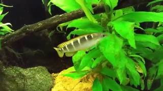 Crenicichla Compressiceps Dwarf Green Pike Cichlid [upl. by Slater]