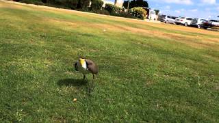 plover protecting eggs [upl. by Potter]