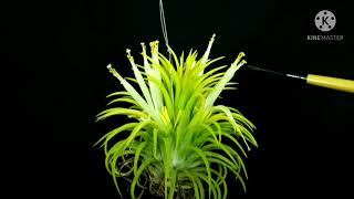 Tillandsia l Growing Air Plants From Seeds Ionantha Druid [upl. by Rochette]