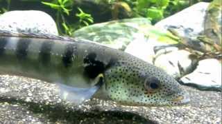 Pike Cichlid Crenicichla Lenticulata HD [upl. by Thurmond521]