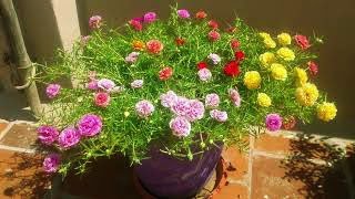 How to grow Portulaca Grandiflora from cuttings 130 COLOR CUTTINGS AVAILABLE [upl. by Shiri]