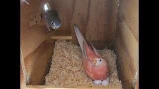 Bourke Parakeets Newly Hatched daybyday from 4 Tame Hens [upl. by Caren]