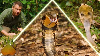 COBRA CREATURE POWERS  King Cobra vs Spectacled Cobra [upl. by Imalda]