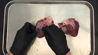 Pig Heart Dissection [upl. by Corly]