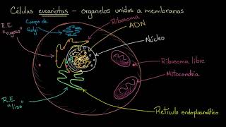 Organelos en células eucariotas  Khan Academy en Español [upl. by Bubb746]