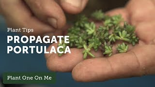 How to Propagate Portulaca — Ep 106 [upl. by Sig]