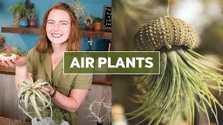 Air Plants Tillandsia 101  Care Tips amp Fun Facts [upl. by Derfnam]