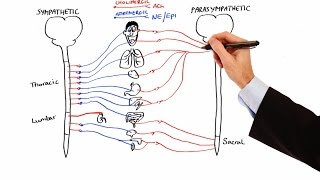 Pharmacology  AUTONOMIC NERVOUS SYSTEM MADE EASY [upl. by Giark]