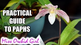 Practical guide to growing Paphiopedilum Orchids [upl. by Orlov]