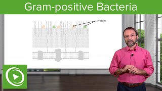 The Grampositive Solution Overview amp Structure– Microbiology  Lecturio [upl. by Flor]