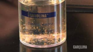 How to Care for Daphnia [upl. by Libna]