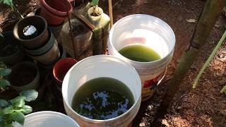 How to grow Green Water Algae [upl. by Asyram]