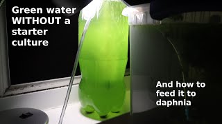 Green Water WITHOUT a Starter Culture  From Scratch  How To [upl. by Ahsenre]