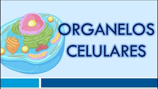 ORGANELOS CELULARES Organelos Membranosos [upl. by Quarta]