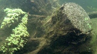 Gąbki słodkowodne Freshwater sponges Nadecznik Stawowy [upl. by Dougald]